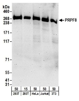 Rabbit anti-PRPF8 Antibody