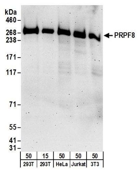 PRPF8 Antibody