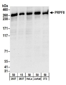Rabbit anti-PRPF8 Antibody