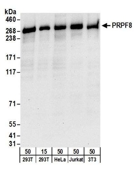 PRPF8 Antibody