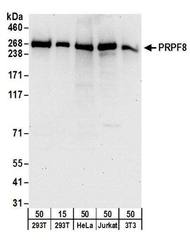 Rabbit anti-PRPF8 Antibody