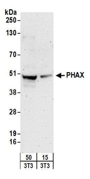 PHAX Antibody