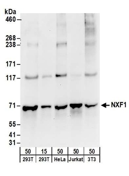 Rabbit anti-NXF1 Antibody