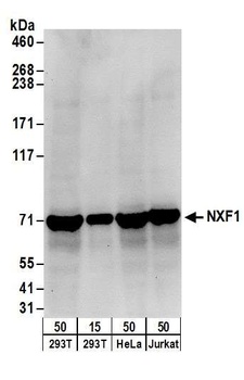 NXF1 Antibody