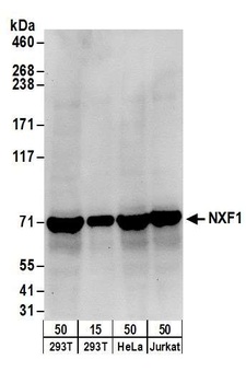 Rabbit anti-NXF1 Antibody