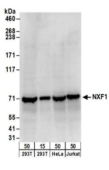 NXF1 Antibody