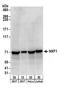 Rabbit anti-NXF1 Antibody