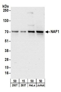 NAF1 Antibody