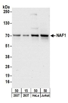 Rabbit anti-NAF1 Antibody