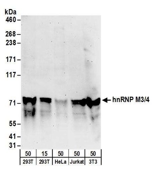 hnRNP M3/4 Antibody