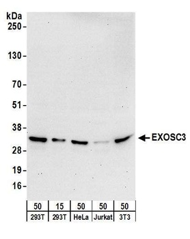 EXOSC3 Antibody