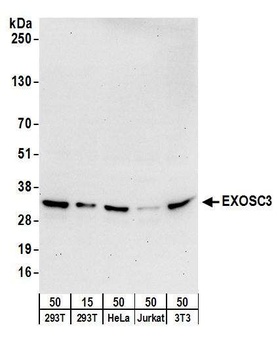 Rabbit anti-EXOSC3 Antibody