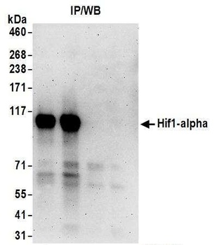 HIF1-alpha Antibody