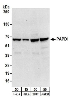 PAPD1 Antibody