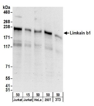 Limkain b1 Antibody