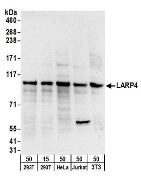 LARP4 Antibody