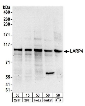 Rabbit anti-LARP4 Antibody