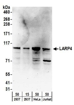Rabbit anti-LARP4 Antibody