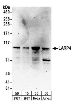 LARP4 Antibody