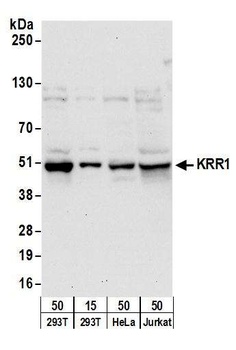 KRR1 Antibody