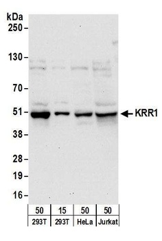 Rabbit anti-KRR1 Antibody