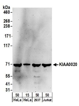Rabbit anti-KIAA0020 Antibody