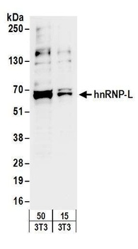 hnRNP-L Antibody