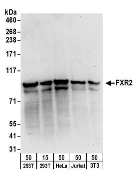 FXR2 Antibody