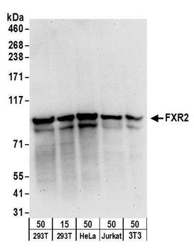 Rabbit anti-FXR2 Antibody