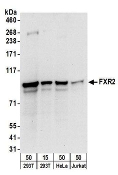 Rabbit anti-FXR2 Antibody