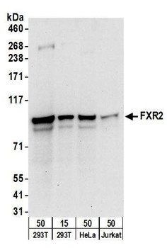 FXR2 Antibody