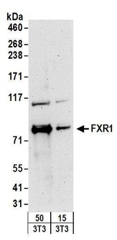 Rabbit anti-FXR1 Antibody