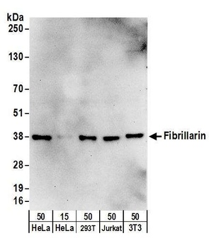 Fibrillarin Antibody