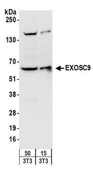 EXOSC9 Antibody