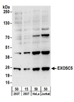 Rabbit anti-EXOSC5 Antibody