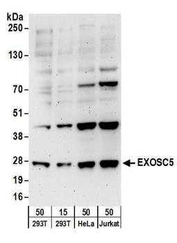 EXOSC5 Antibody