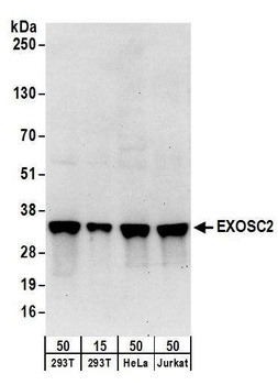 EXOSC2 Antibody