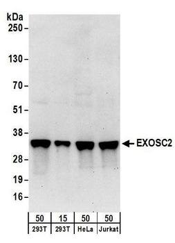 Rabbit anti-EXOSC2 Antibody