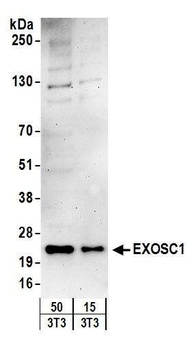 EXOSC1 Antibody