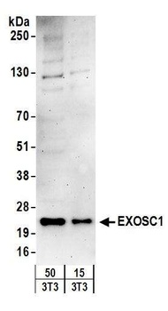 Rabbit anti-EXOSC1 Antibody