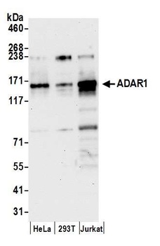 Rabbit anti-ADAR1 Antibody