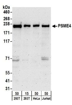 Rabbit anti-PSME4 Antibody