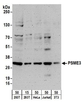 Rabbit anti-PSME3 Antibody