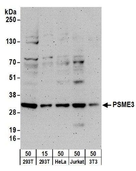 PSME3 Antibody