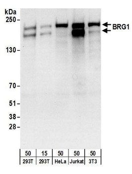 Goat anti-BRG1/SMARCA4 Antibody