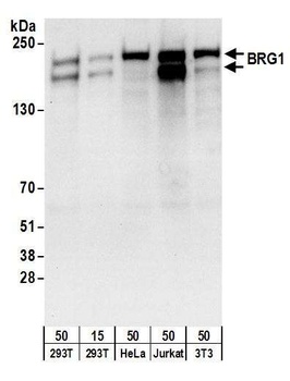 BRG1/SMARCA4 Antibody