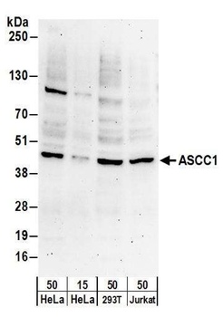 Rabbit anti-ASCC1 Antibody