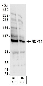 Rabbit anti-NOP14 Antibody