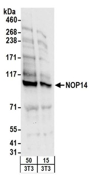 NOP14 Antibody