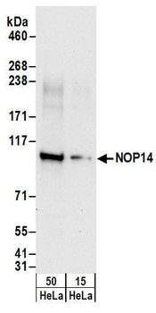 Rabbit anti-NOP14 Antibody